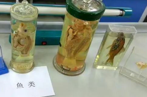生物样品检测
